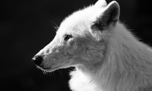 L&rsquo;histoire du Loup Blanc et du Loup Noir