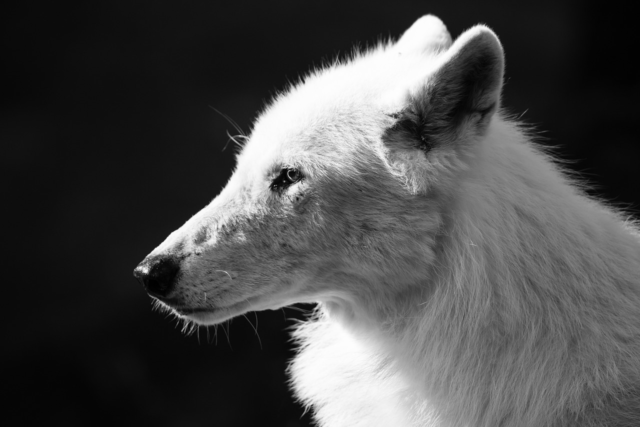 Histoire du loup blanc - légende - métaphore